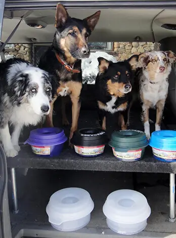 Dogs waiting for the food