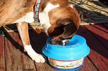 Dog eating from its bowl
