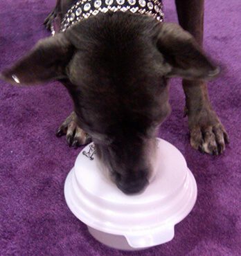 Picture of black dog eating from its bowl